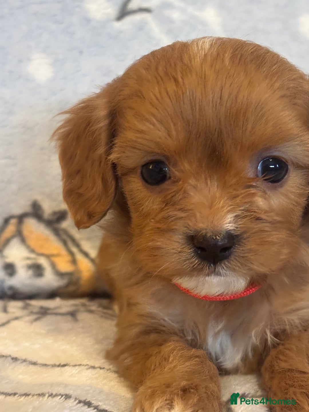 Cavapoo dogs for sale: Beautiful cavapoo pups from family home  - Advert 9