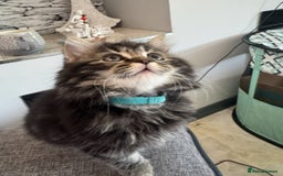 Mixed Breed cats for sale: Maine coon x ragdoll  - Image 18