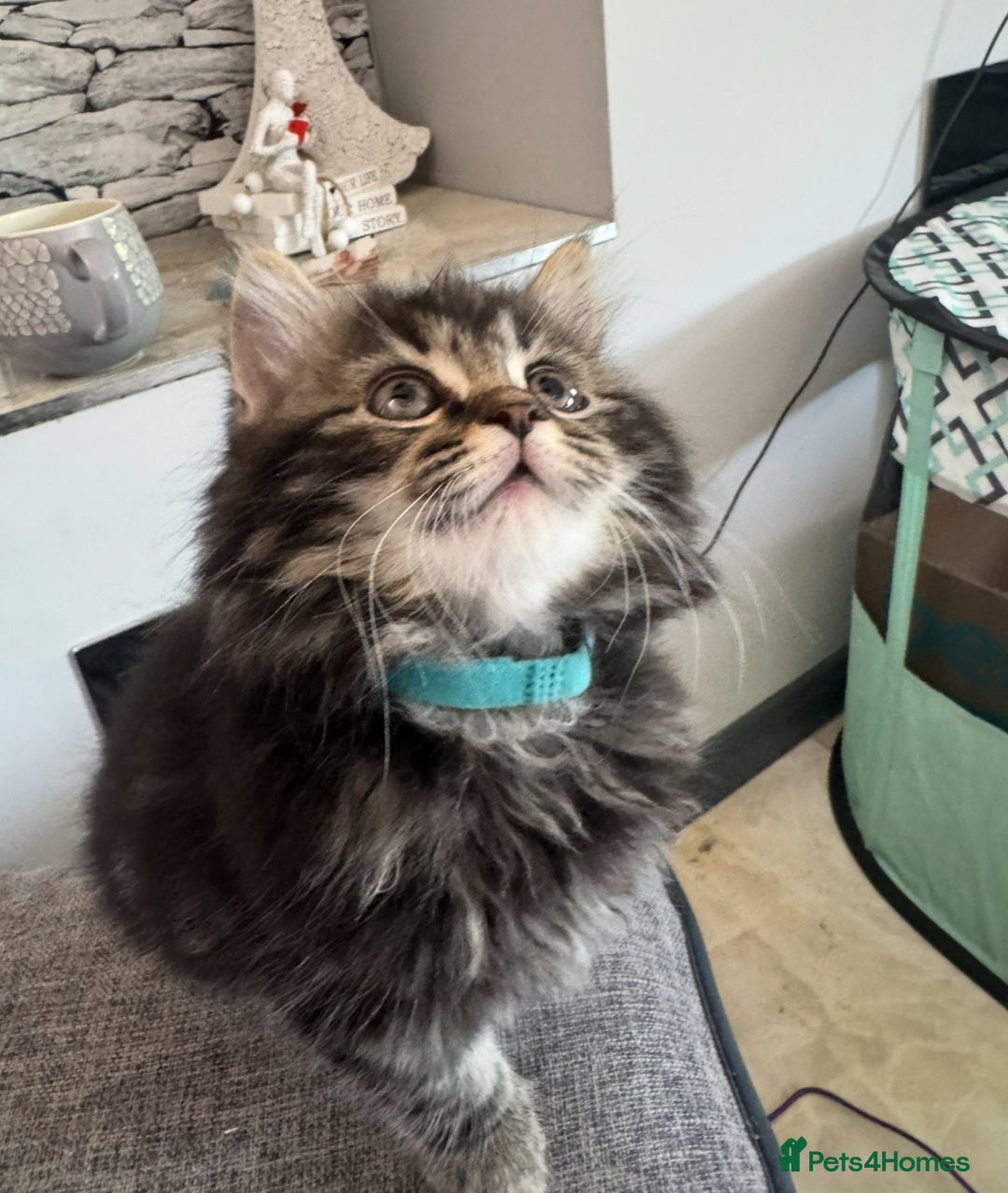 Mixed Breed cats for sale: Maine coon x ragdoll  - Image 18