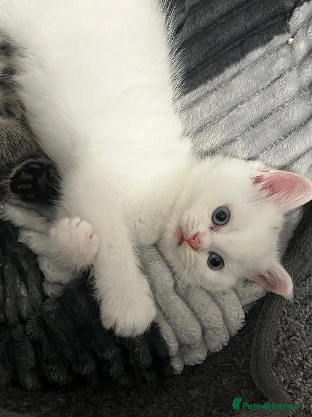 British Shorthair cats for sale: British short hair  - Advert 14
