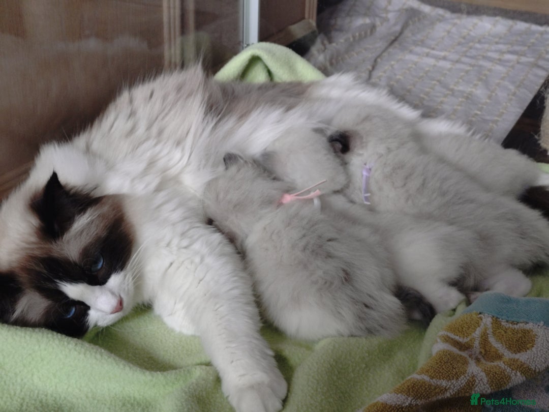 Ragdoll cats for sale: GCCF pedigree ragdoll kittens for sale £850 -£1100 - Image 32