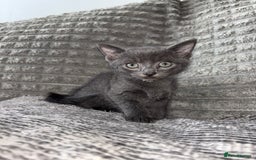 Bengal cats for sale: Four beautiful baby girl kittens  - Image 2