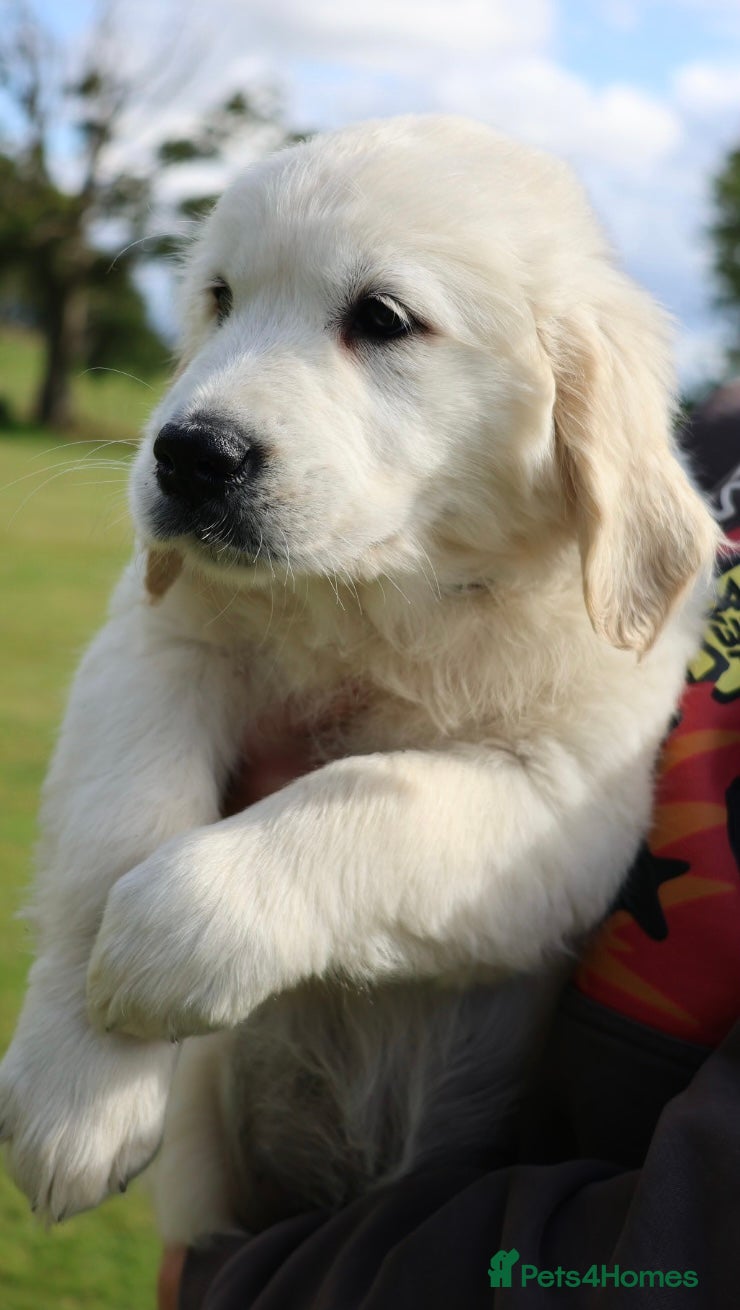 Golden Retriever dogs Amazing KC registered Golden retriever puppies  - Advert 2