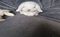 Mini Lop rabbits for sale: ⭐️pure bred minilops - Image 6