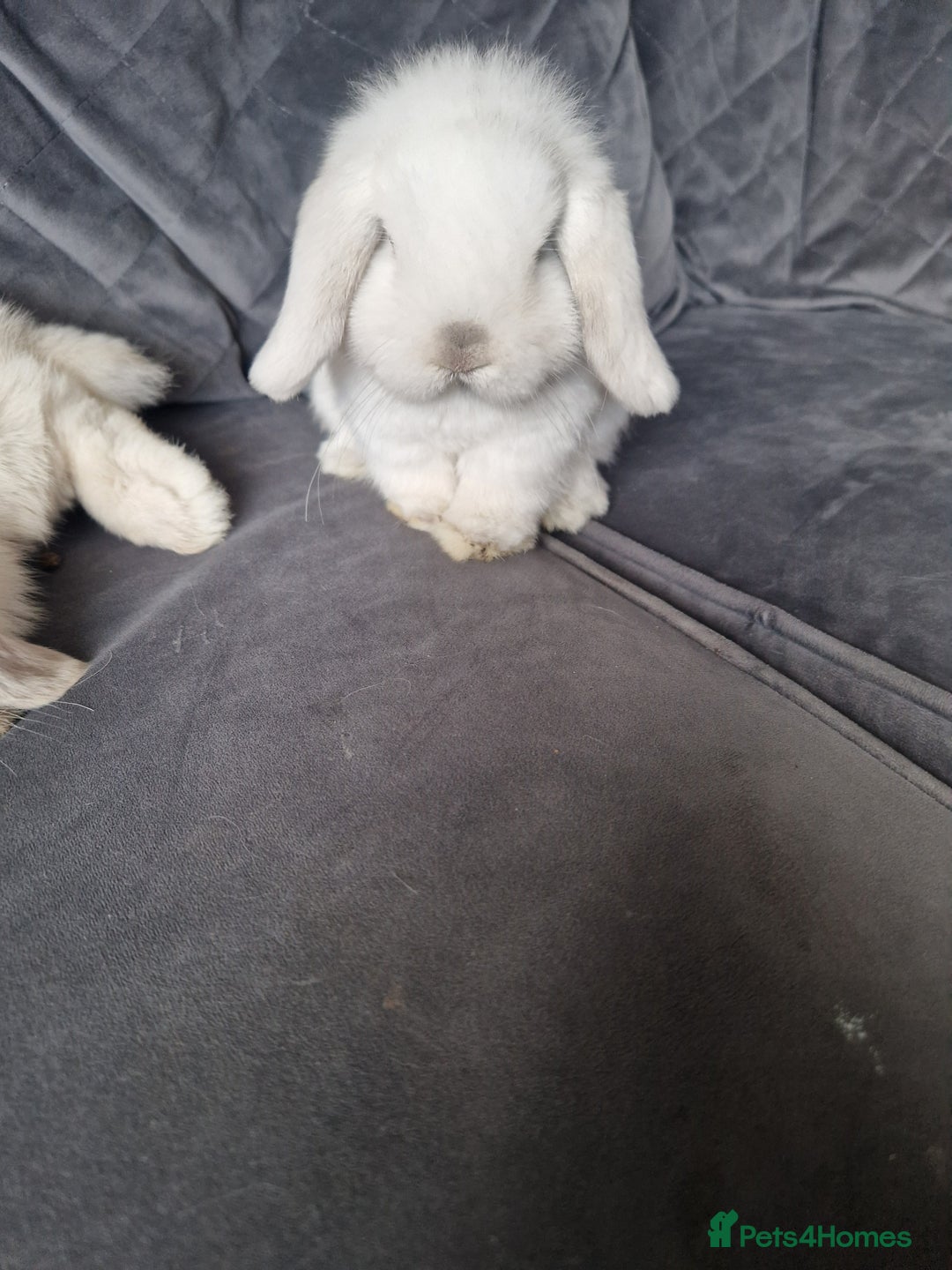 Mini Lop rabbits for sale: ⭐️pure bred minilops - Image 6