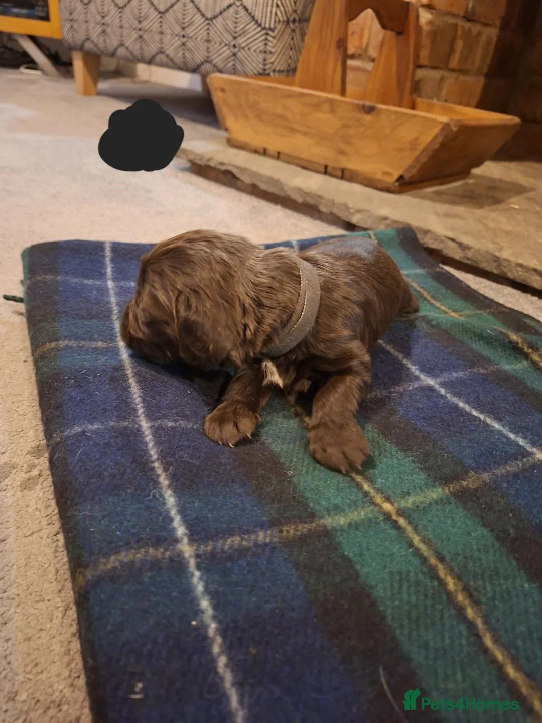 Sprocker dogs for sale: F1 Sprocker Spaniel Puppies 7 Boys & 2 Girls 🐾 - Advert 16