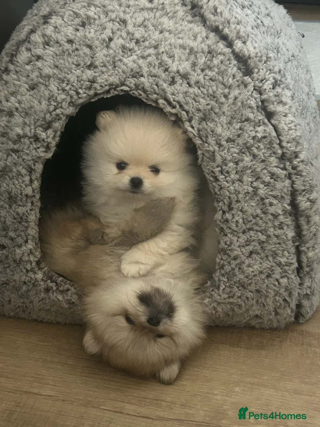Pomeranian dogs for sale: Tiny Cream Pomeranian Boy  - Advert 2