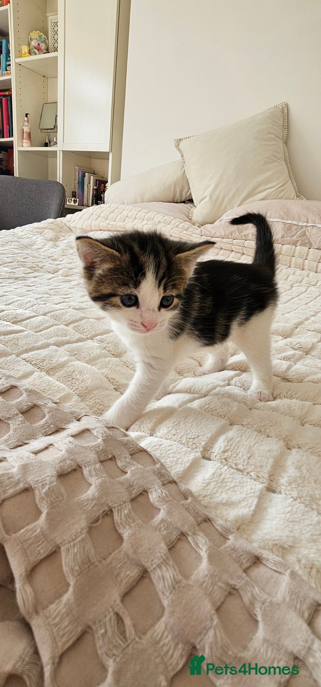 Mixed Breed cats for sale: Beautiful friendly kitties 💖 ready for homes 💕 - Image 32