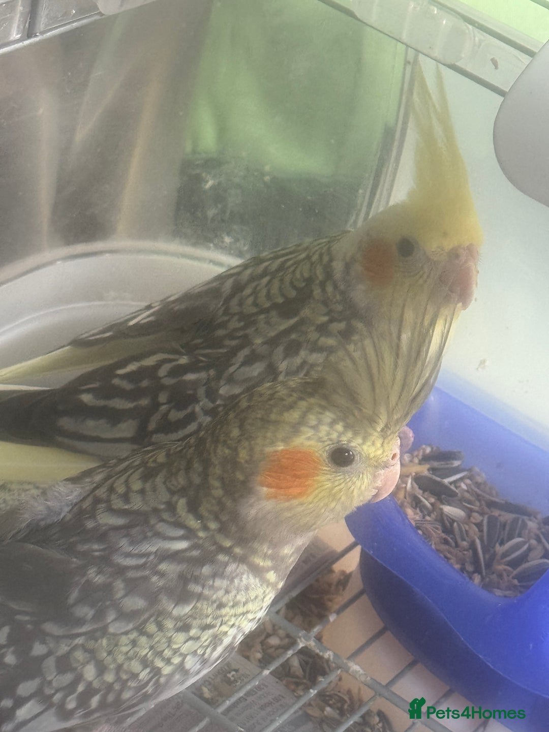 Cockatiels birds for sale: Baby cockatiel for sale mixed prices  - Image 12