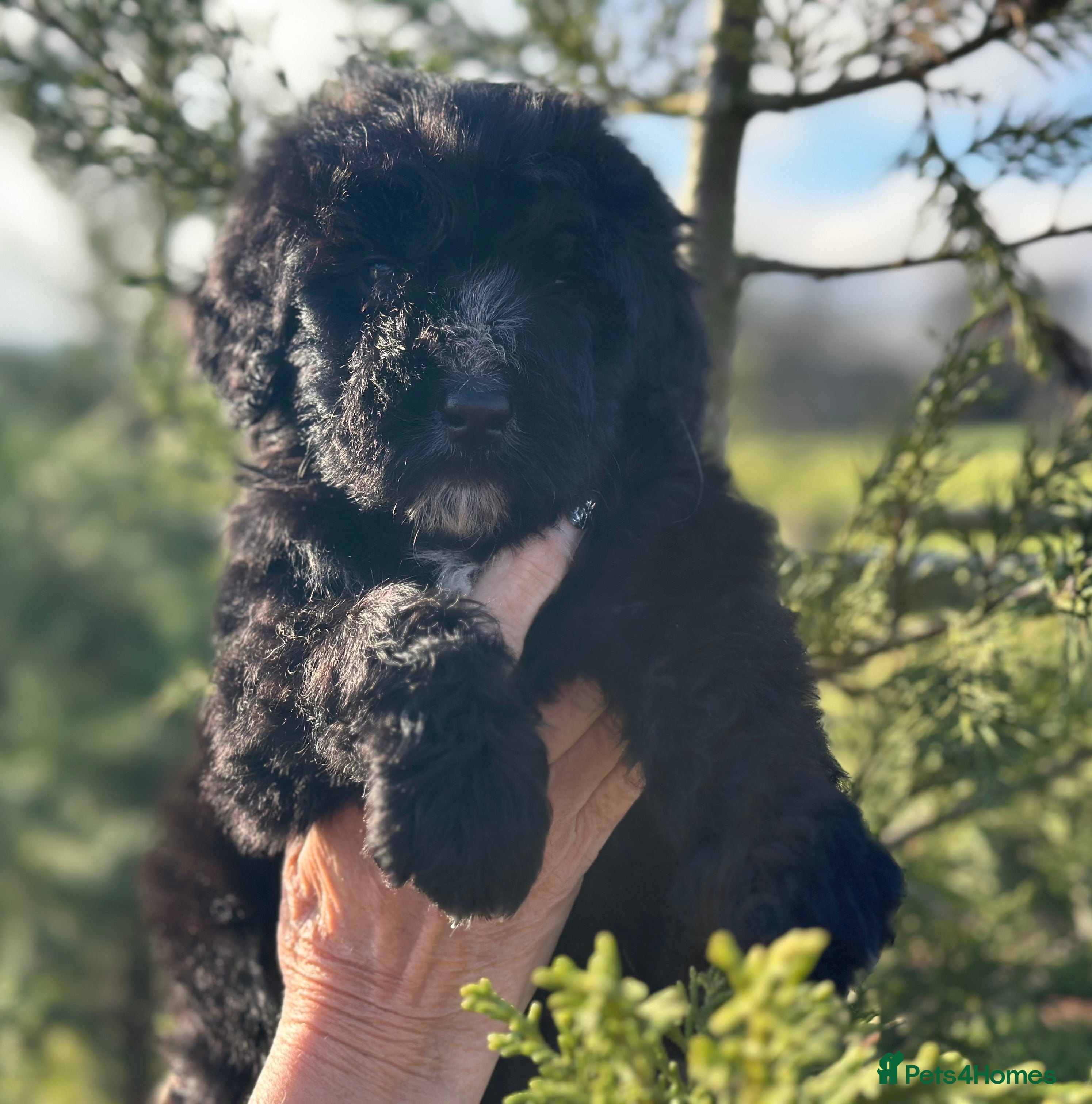 Bernedoodle dogs F1 STANDARD BERNADOODLE VACCINATED FULL VET CHECK - Advert 1
