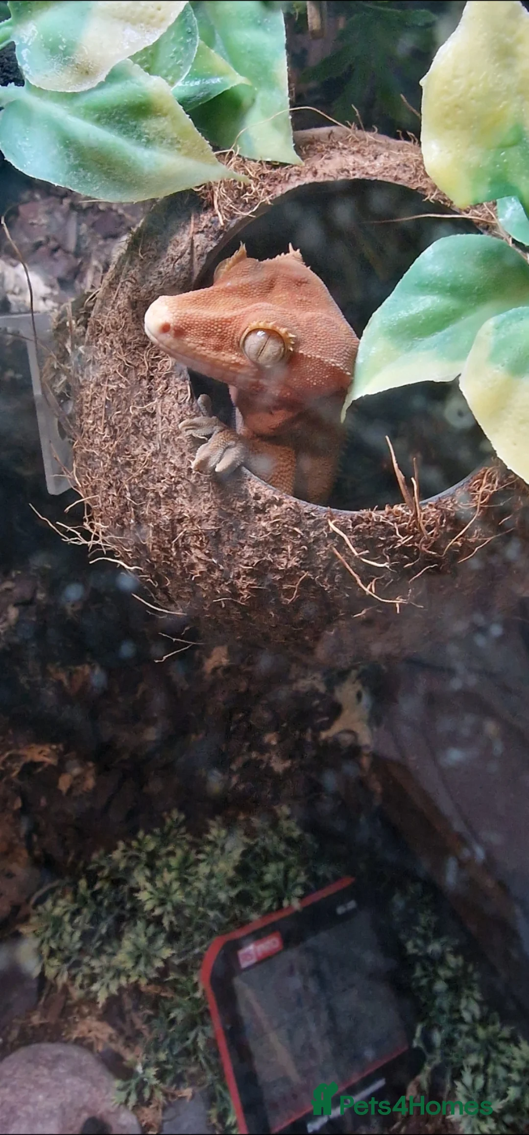 Gecko reptiles for sale: Red morphed crested gecko and full set up  in Winchester - Advert 2