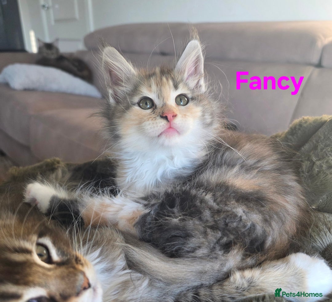 Maine Coon cats for sale: Rare Pure Breed Mainecoon Kitten - Advert 14