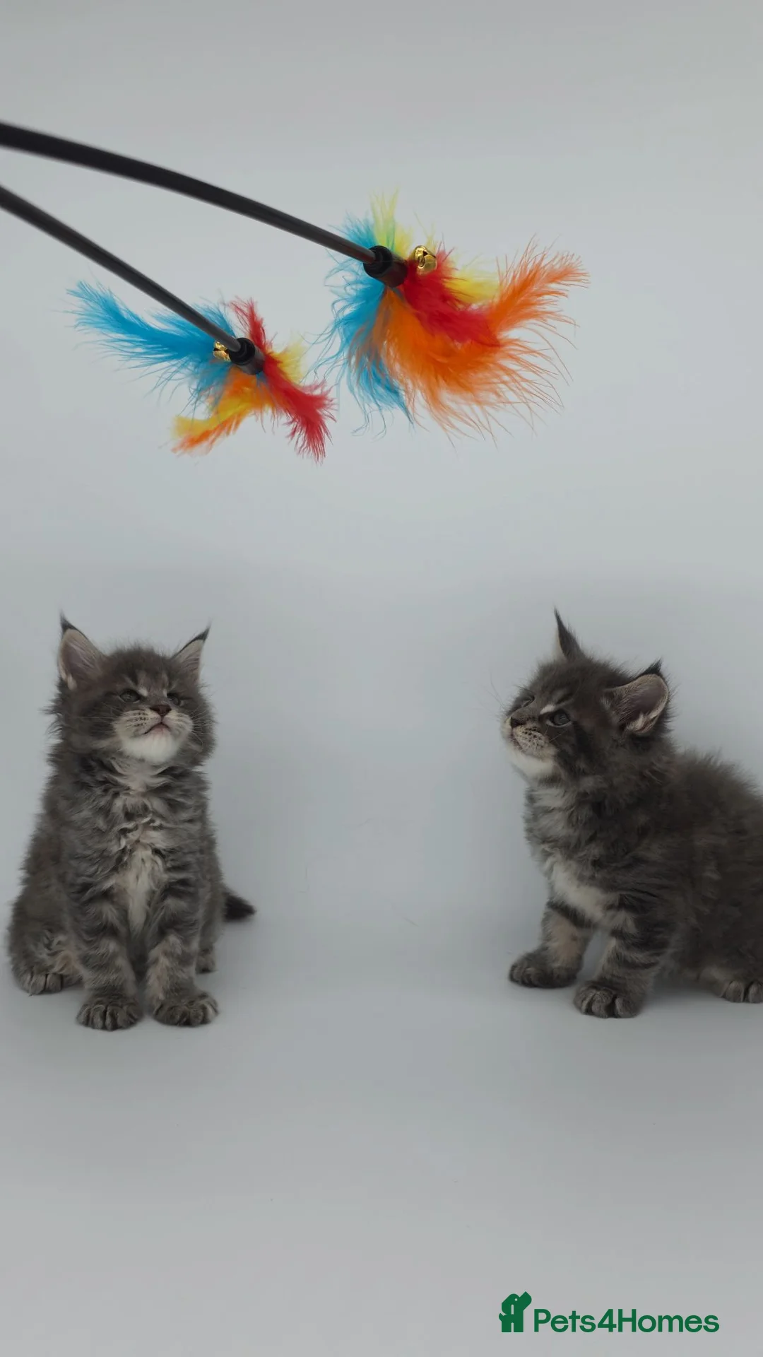 Maine Coon cats for sale: Tica beautiful big Maine Coons boys  - Advert 2