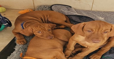 Hungarian Vizsla dogs - Advert 3