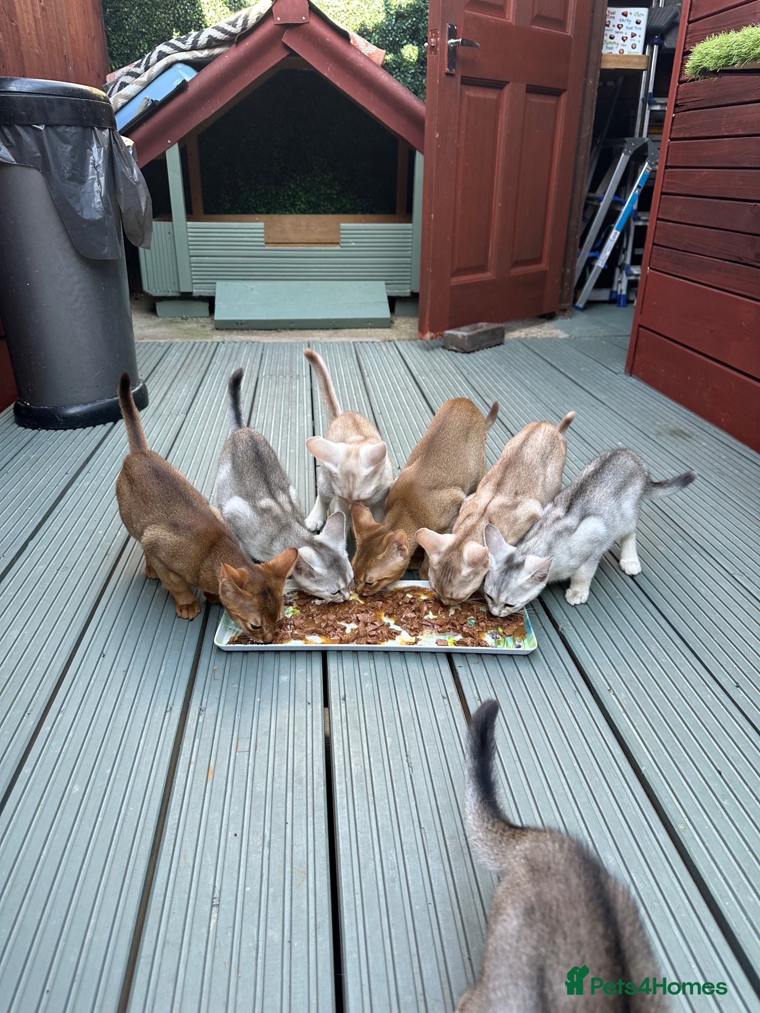 Abyssinian cats Silver Abyssinian kittens  - Advert 15