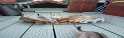 Abyssinian cats for sale: Silver Abyssinian kittens  - Advert 26