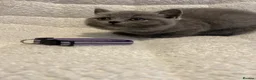 British Shorthair cats for sale: 6 beautiful British shorthair kittens, READY NOW* - Advert 10
