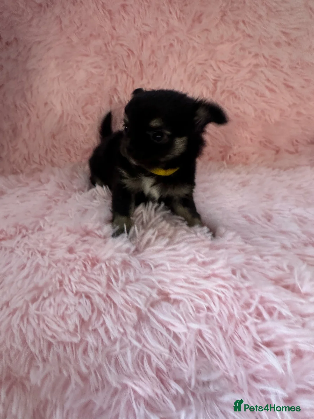 Chihuahua dogs for sale: Long coat Chihuahua puppies for sale  - Advert 34