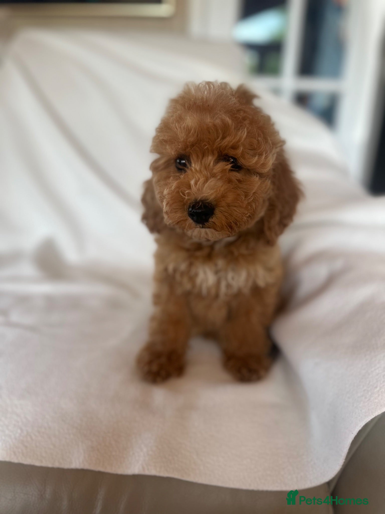 Cockapoo dogs Beautiful yankydoodles - Advert 1
