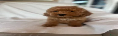 Cockapoo 1
