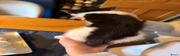 Mixed Breed cats for sale: A litter of beautiful kittens. - Advert 9