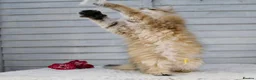 British Longhair cats for sale: Boy ready  - Advert 5