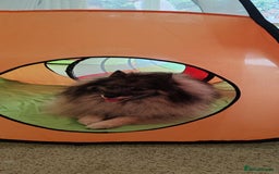 Keeshond dogs for sale: Stunning male Keeshond Puppy ready to go - Image 14