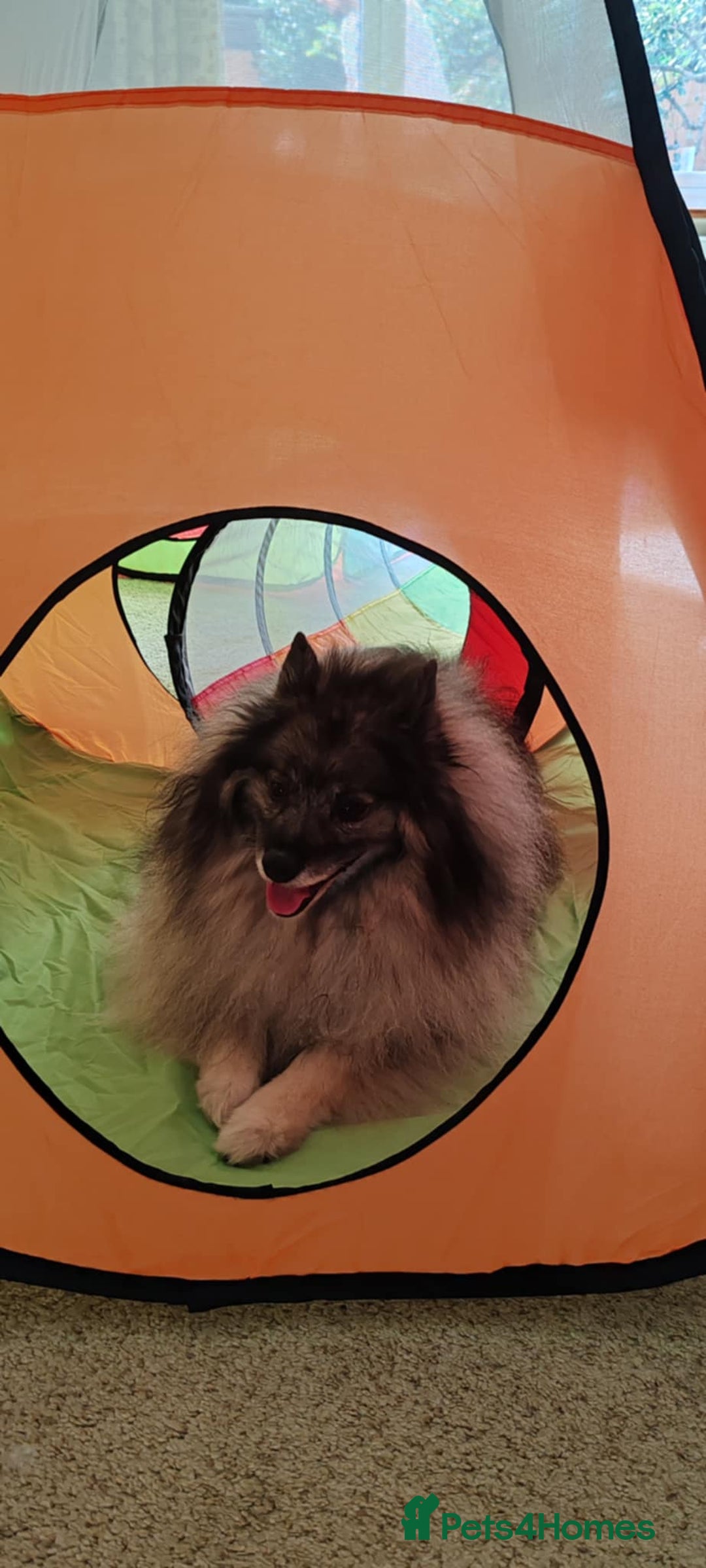 Keeshond dogs for sale: Stunning male Keeshond Puppy ready to go - Image 14