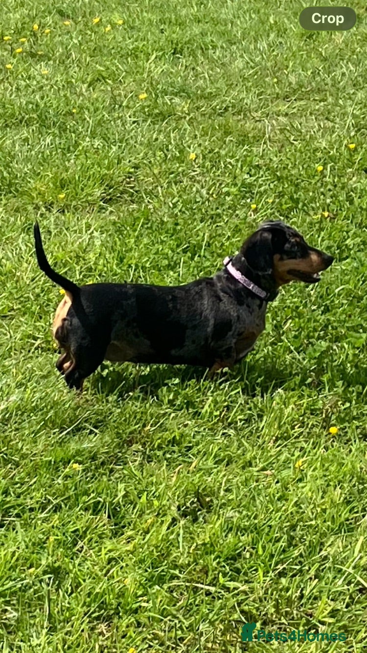 Miniature Dachshund dogs Cwmbromley Sassy Girl - Advert 9