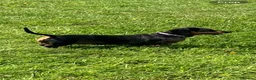 Miniature Dachshund dogs for sale: Kc Reg. Cwmbromley Sassy Girl - Advert 2