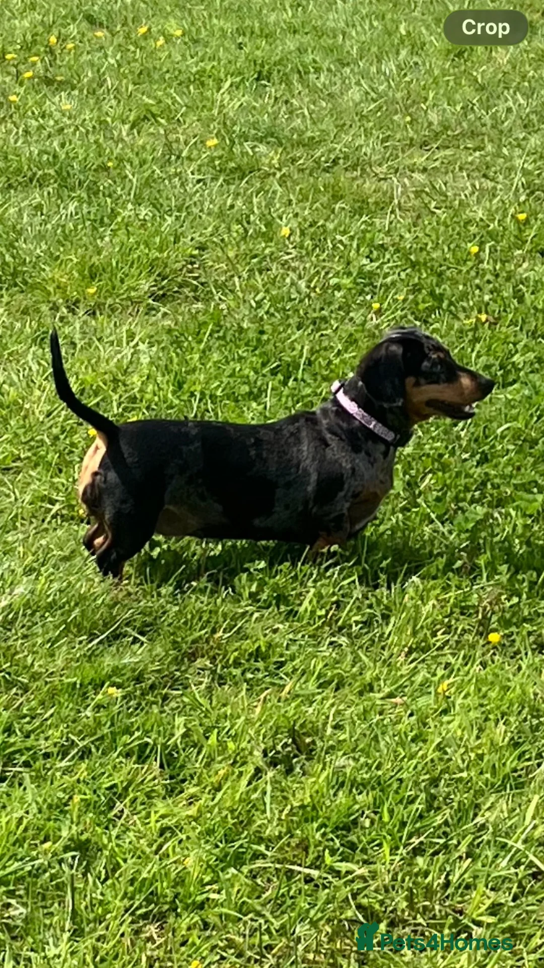Miniature Dachshund dogs for sale: Kc Reg. Cwmbromley Sassy Girl - Advert 2