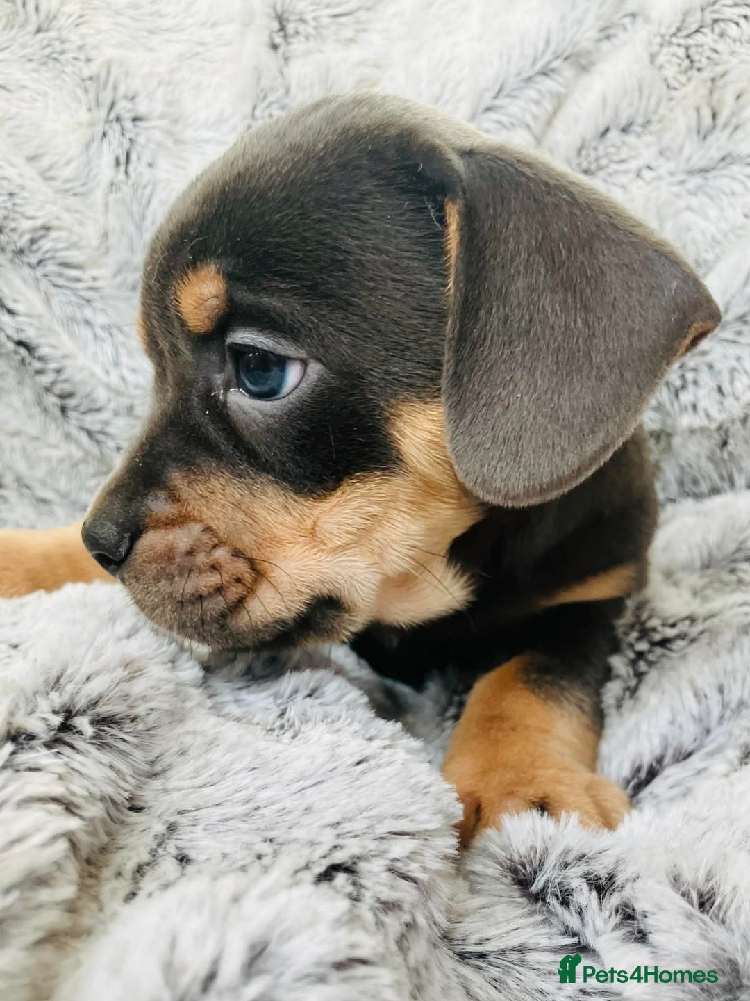Mixed Breed dogs for sale: Bulldog x Mini Dachshund Puppies - Advert 15