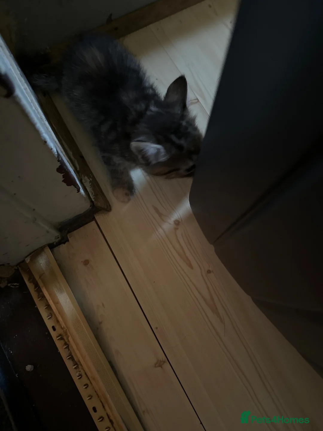 British Shorthair cats for sale: Kittens - Advert 3
