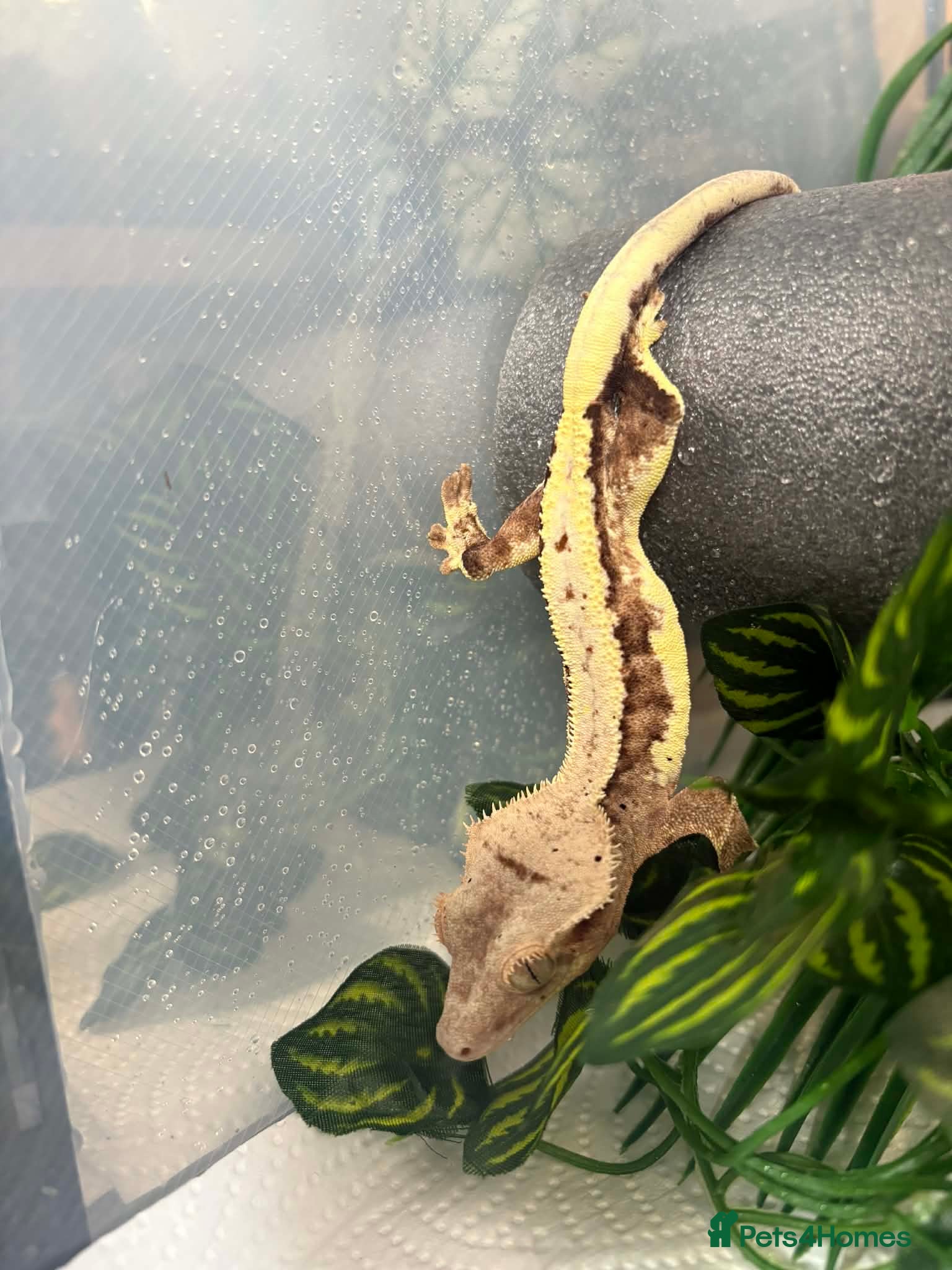 Gecko reptiles Crested geckos for sale  - Advert 1