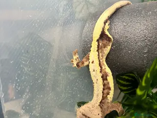 Gecko reptiles Crested geckos for sale - Advert 1