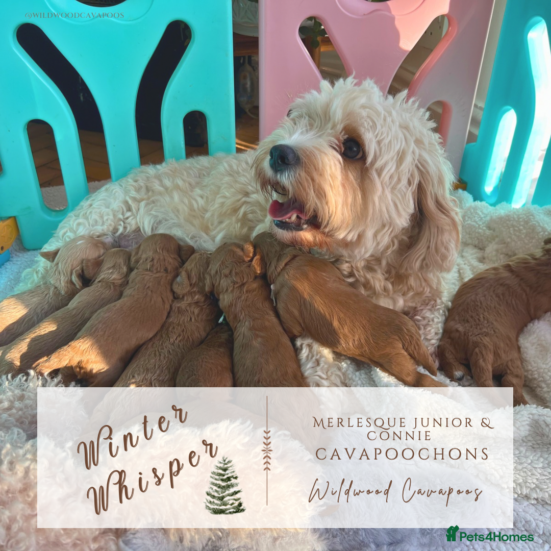 Cavapoochon dogs for sale: 5 ⭐️ LICENSED BREEDER HEALTH TESTED CAVAPOOCHONS - Advert 1