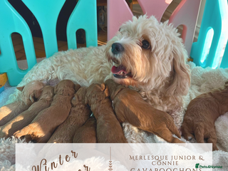 Cavapoochon dogs 5 ⭐️ LICENSED BREEDER HEALTH TESTED CAVAPOOCHONS - Advert 2