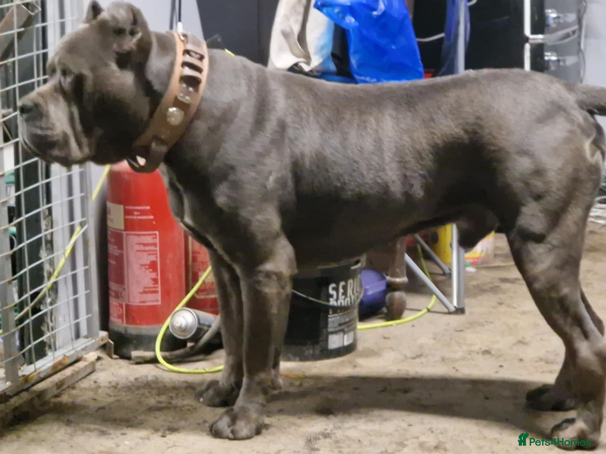 Cane Corso dogs Cane Corso puppies ready to go - Advert 1