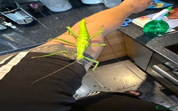 Tarantulas invertebrates for sale: Tarantulas and stick insect  - Image 1