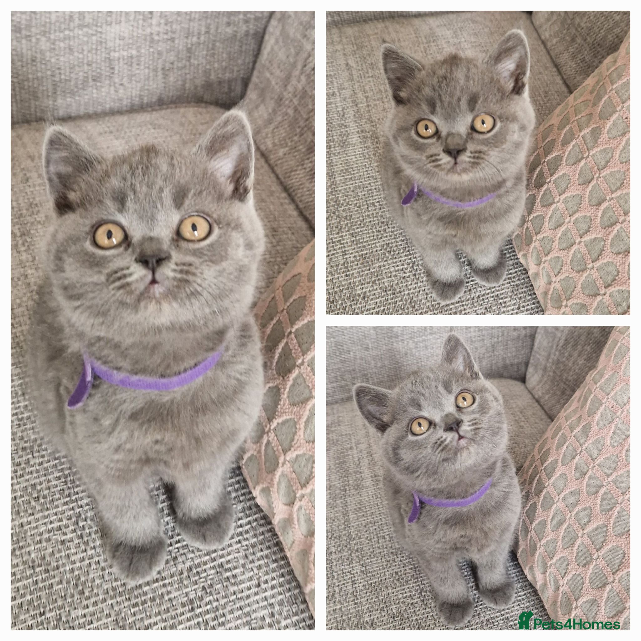 British Shorthair cats GCCF PEDIGREE BRITISH SHORTHAIR, BLUE, VIEW NOW - Advert 2