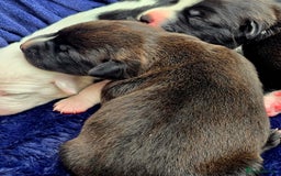 Mixed Breed dogs for sale: Short haired Collie pups - Image 13