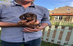 Miniature Dachshund dogs for sale: READY NOW Miniature Daschund Pups Dapples Piebalds - Image 10