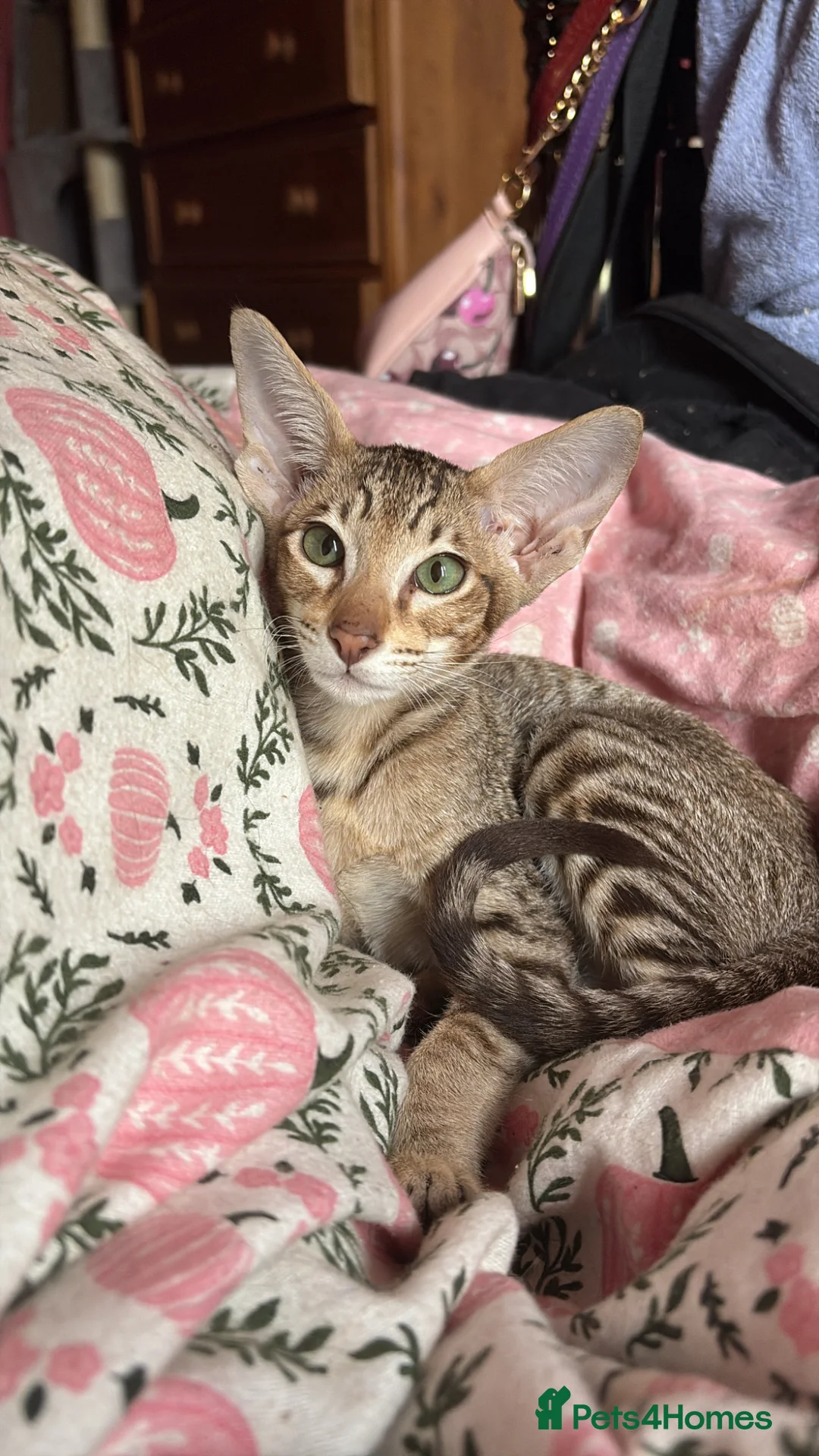 Oriental cats for sale: Spotted oriental  in Keighley - Advert 1