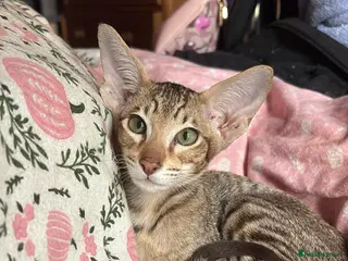 Oriental cats Spotted oriental - Advert 12