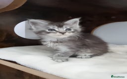 Maine Coon cats for sale: Pedigree GCCF Maine Coon Kittens for sale  - Image 10