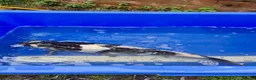 Koi Carp fish for sale: Pond closure - Advert 24