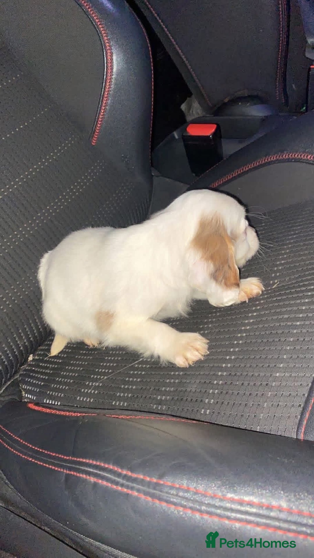 Cocker Spaniel dogs for sale: Cocker spaniels boy  - Advert 4