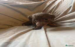 Dachshund dogs for sale: Beautiful dachshund puppies  - Image 6