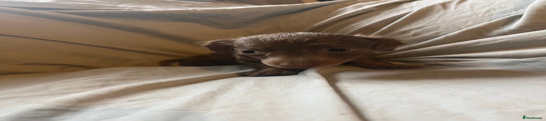 Dachshund Puppy 1