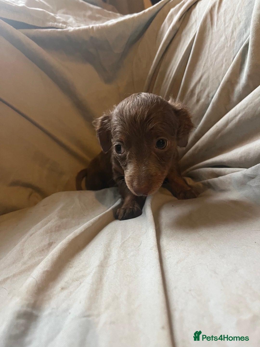 Dachshund dogs for sale: Beautiful dachshund puppies  - Image 6